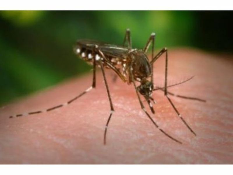 mosquito sample tests positive