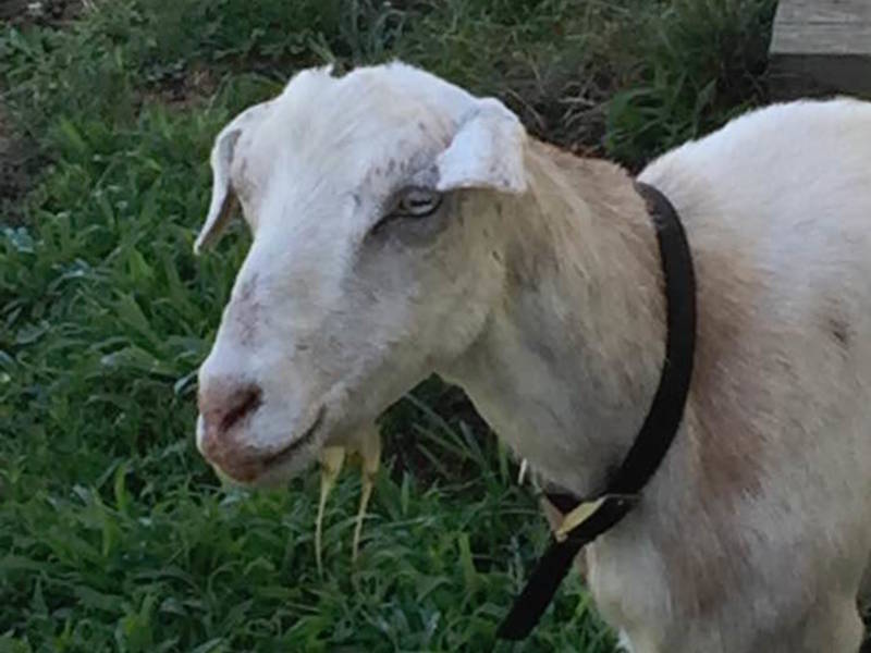 Goats Chow Down On Old Christmas Trees, Farm Accepts Donations North