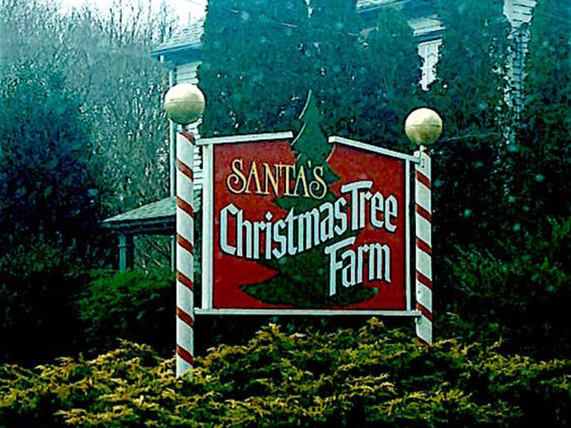 Santas Christmas Tree Farm For Sale In Cutchogue Santas Christmas Tree Farm For Sale In Cutchogue