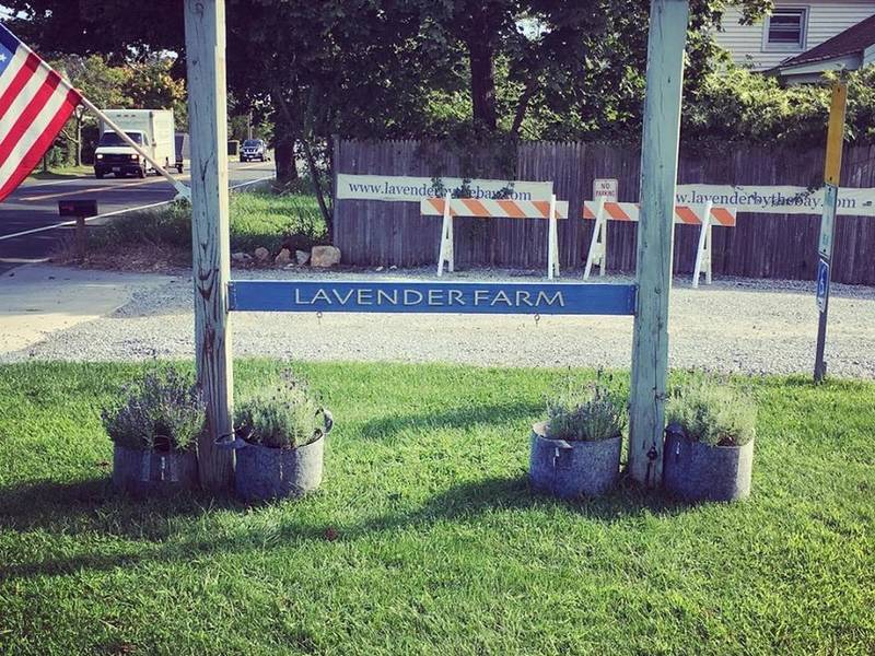 Lavender By The Bay Sign Stolen On North Fork Ny Patch Lavender By The Bay Sign Stolen On North Fork
