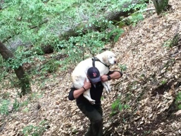 Blind dog home after being lost in California woods for 7 days Blind dog home after being lost in California woods for 7 days