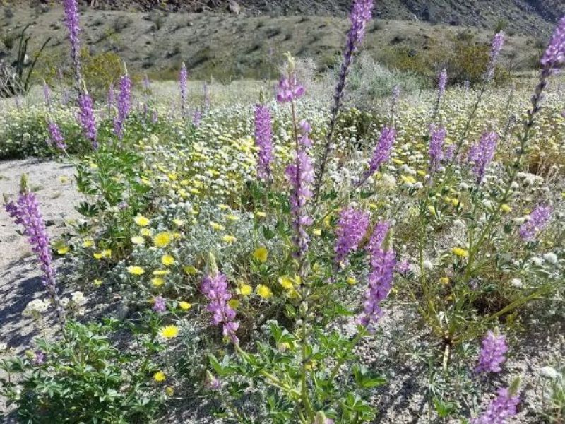 Spring Flowers In San Diego County Photo Of The Week San Diego, CA Patch