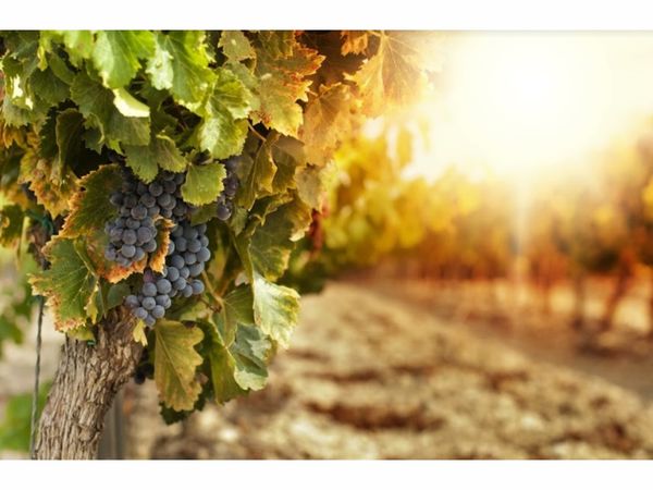Livermore Wine Trolley Returns For The Summer Livermore Wine Trolley Returns For The Summer