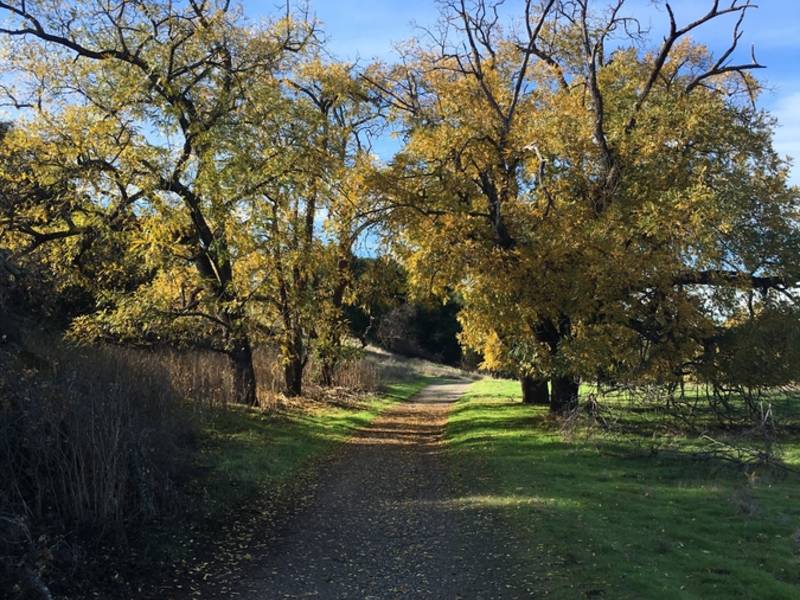 Beautiful Sycamore Grove Park Photo Of The Week Livermore, CA Patch