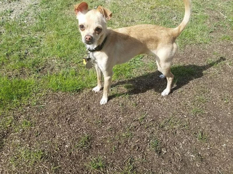 Roundup Lake Dog Park Roundup Lake Dog Park
