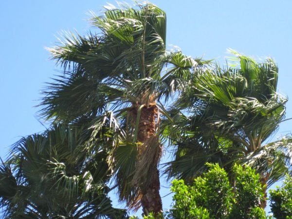 Strong Winds Down Trees, Power Lines in SoCal