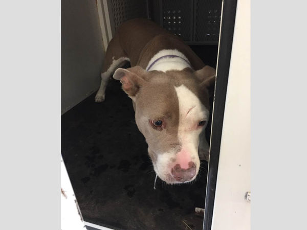 Dog Bites 3-Year-Old In Hemet Area: Animal Services