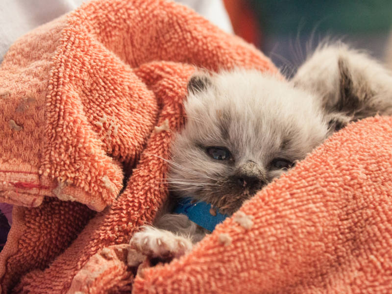 These 12 Photos Of Tiny Orphaned Kittens Rescued By Calif Kitten Kitten Nursery These 12 Photos Of Tiny Orphaned Kittens Rescued By Calif