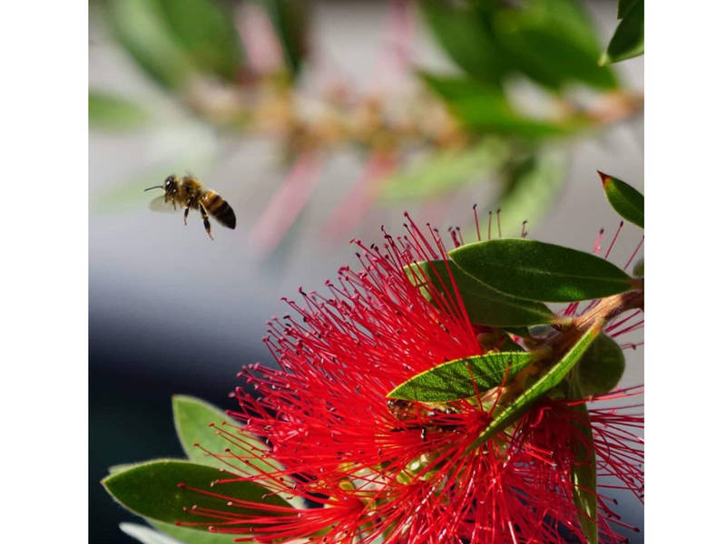 bumble bee takes flight