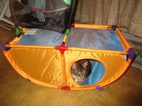 Cats on the High Seas