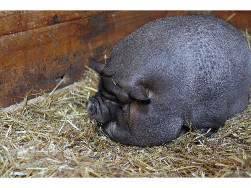 Pigging Out Puts Potbelly Pig At Nearly 200 Pounds Dedham, MA Patch