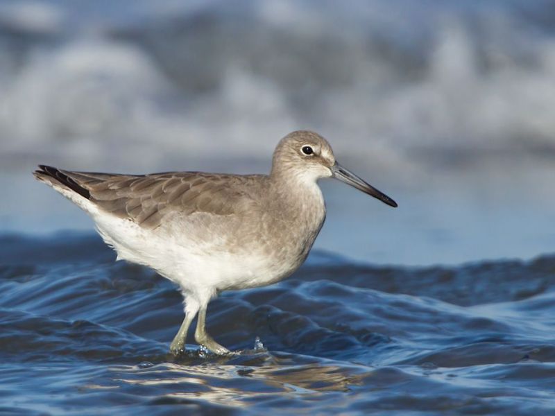 Beach Birds Tour Encinitas Ca Patch Beach Birds Tour