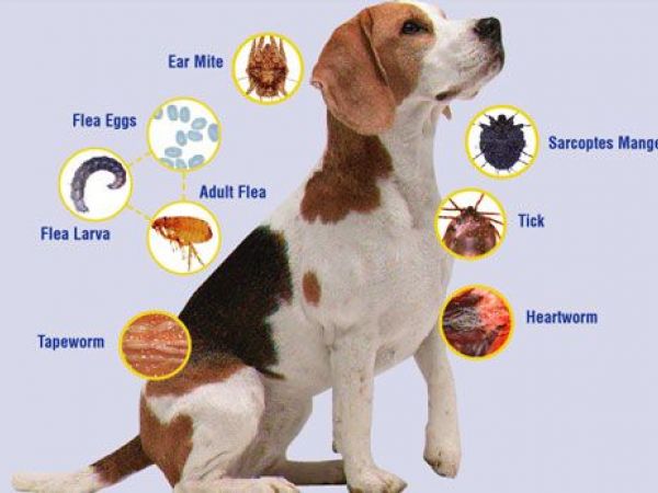 dog-external-parasites-1473303786-2040.jpg