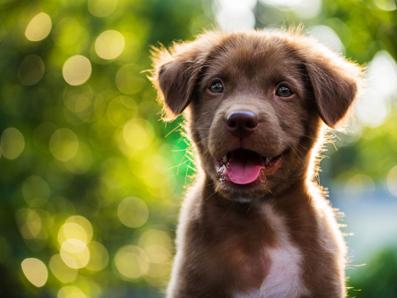 free puppies in tri cities free pet adoptions at tri city animal shelter san leandro ca patch free puppies in tri cities free pet adoptions at tri city animal shelter san leandro ca patch