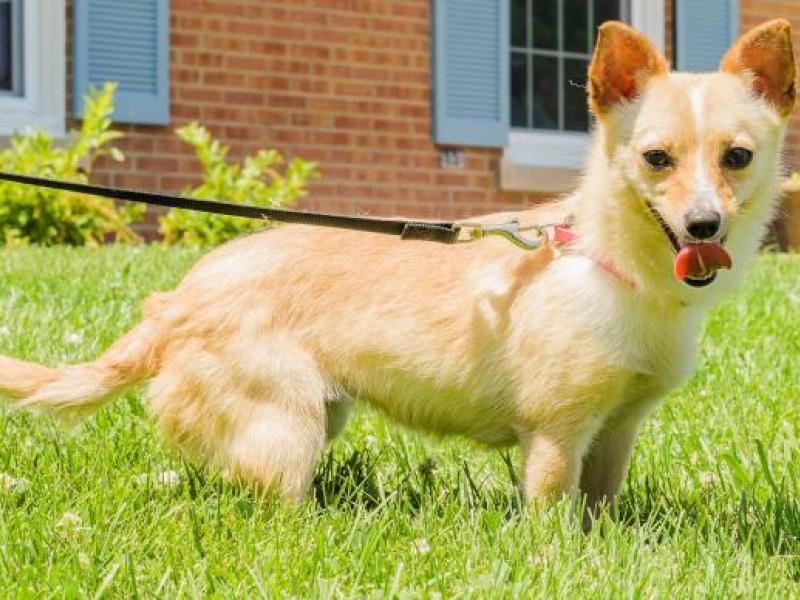 Rescue Dogs Crystal Lake Il Rescue Dogs Crystal Lake Il