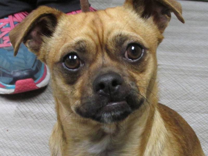 Rescue Dogs Danville Rescue Dogs Danville