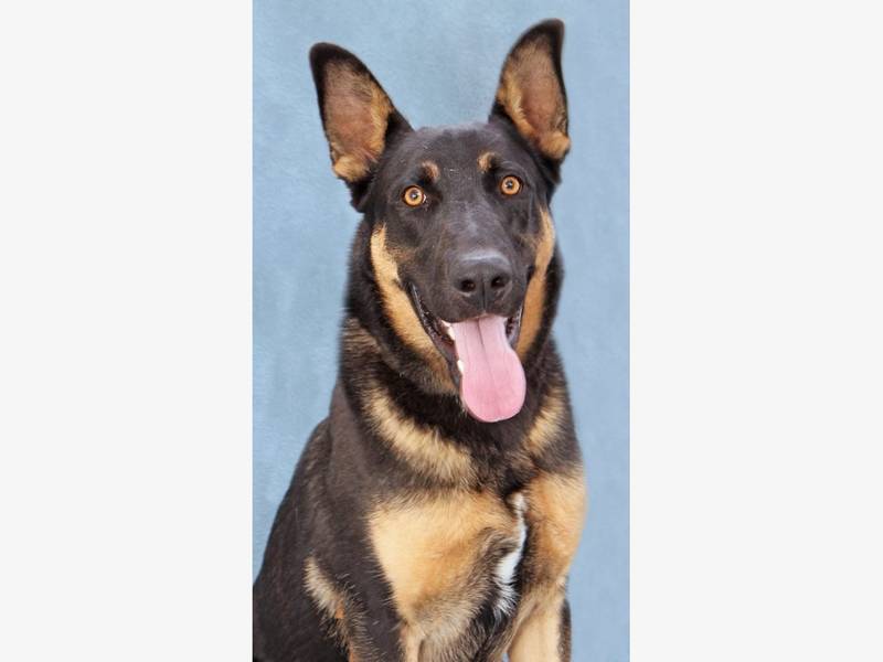 San Bruno Dog Training San Bruno Dog Training
