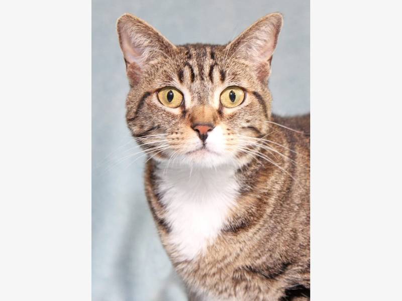 sandra bullock is pet of the week at your rancho coastal humane s