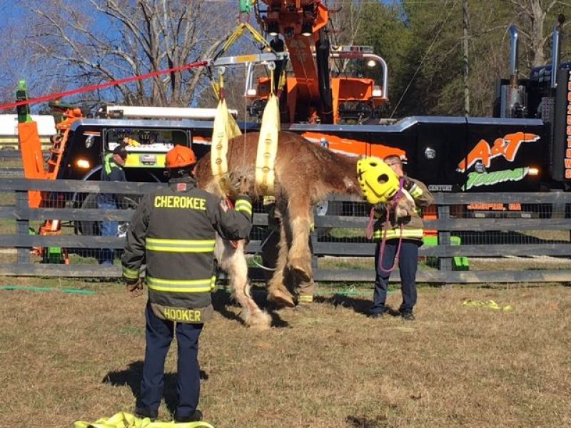 Roswell Recycling Center >> Horse Rescued After Falling Down Hill In Pickens County | Canton, GA Patch Roswell Recycling Center >> Horse Rescued After Falling Down Hill In Pickens County | Canton, GA Patch