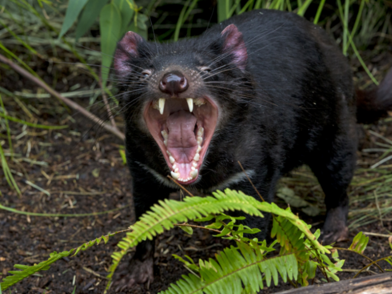 Zoo: New Tasmanian Devil Genetic Discovery Renews Hope for Species