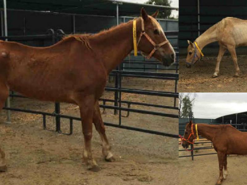 13 Rescued Horses Ready for Adoption from County of San Diego Poway, CA Patch