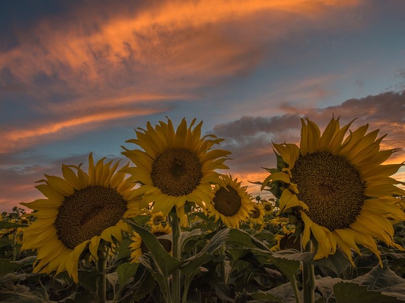 Sunflowers Stun At Sunset Dixon Photo Of The Week Dixon