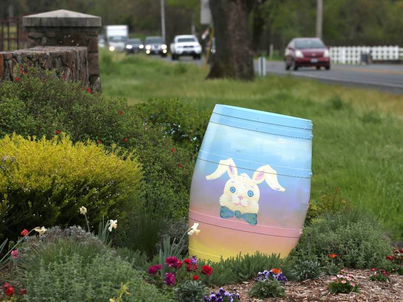 Easter Bunny Sighting In Sonoma Wine Country Photos Of The Week