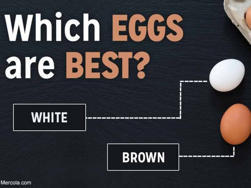 What's the Difference Between Brown and White Eggs? Ramsey, NJ Patch