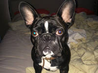 $5K Reward: Station Mascot Dog Still Missing Since Creek Fire