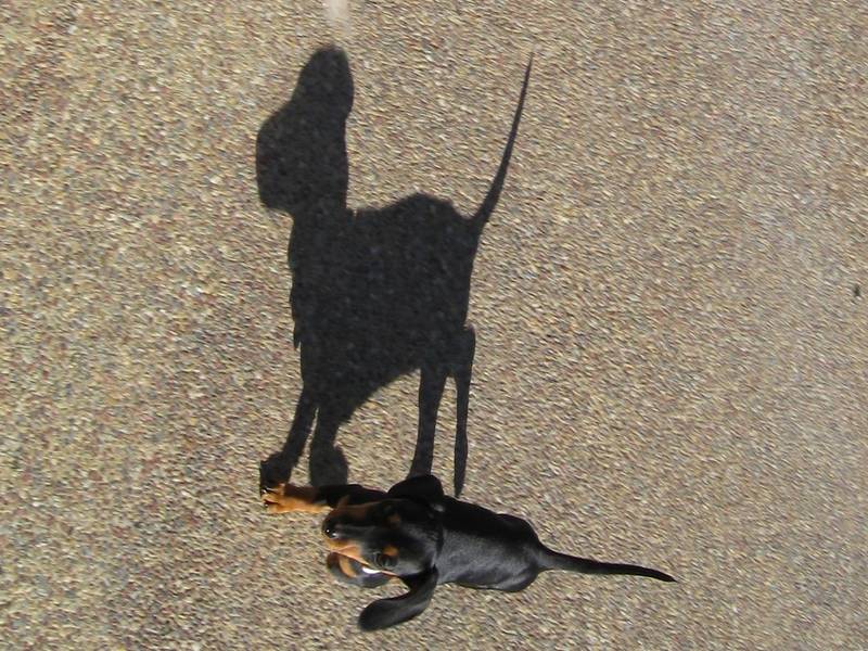 'Paws For Paws Walk' Promises Terrific Morning For All | Menlo Park, CA Patch