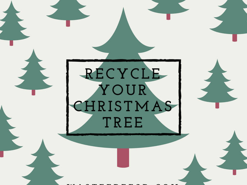 Responsibly Recycling A Christmas Tree Is As Easy As 1, 2, Tree Responsibly Recycling a Christmas Tree is as Easy as 1, 2, Tree! San Diego ... - Responsibly Recycling A Christmas Tree Is As Easy As 1, 2, Tree