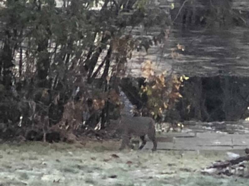 Bobcat Crushed Fence In Fairfield UPDATED Fairfield, CT Patch