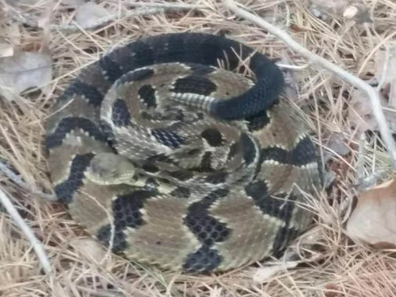Venomous Rattlesnakes Spotted In South Jersey Manchester, NJ Patch