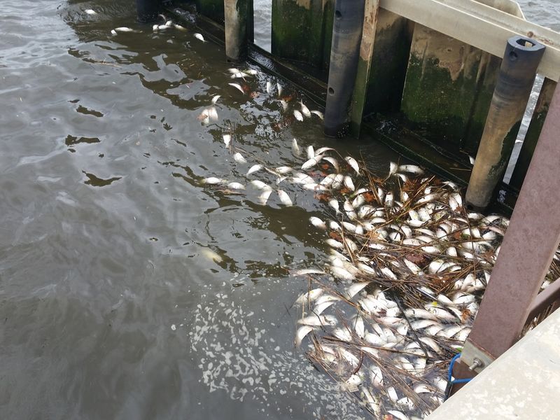 Dead Peanut Bunker Floating In Navesink River Gain Attention Red Bank