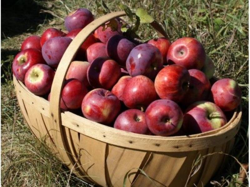 Fruit Picking Long Island New York Fruit Picking Long Island New York