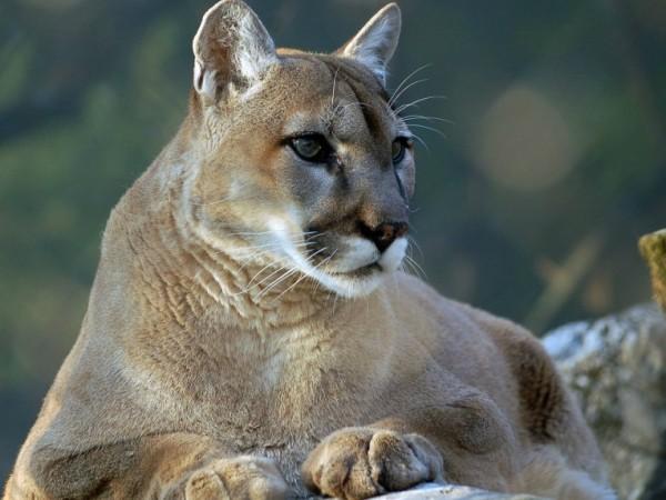 pitkin cougar women Pitkin county, co -- a woman helped save her 5-year-old son by fighting off a mountain lion that pounced on top of the boy wooden pole about two miles south of cougar buttes in lucerne valley on tuesday, sept. pitkin cougar women Pitkin county, co -- a woman helped save her 5-year-old son by fighting off a mountain lion that pounced on top of the boy wooden pole about two miles south of cougar buttes in lucerne valley on tuesday, sept.