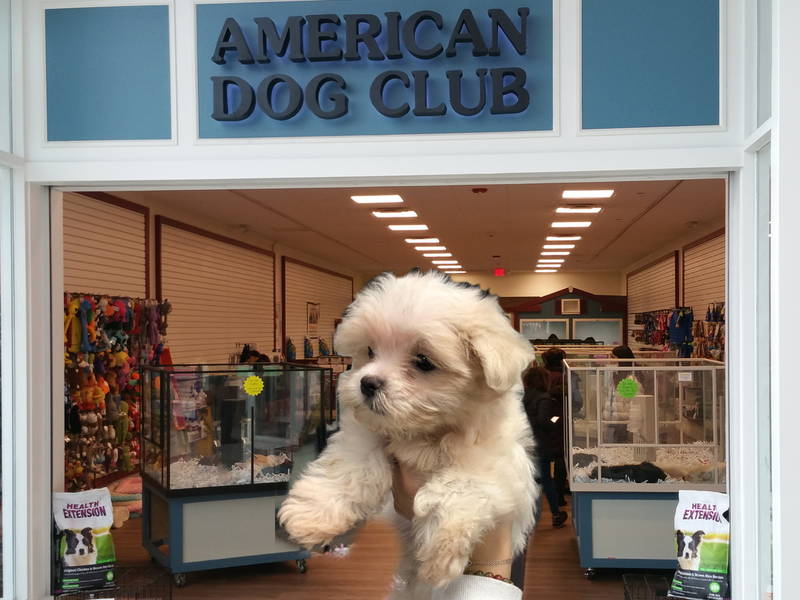 the puppy store the puppy store
