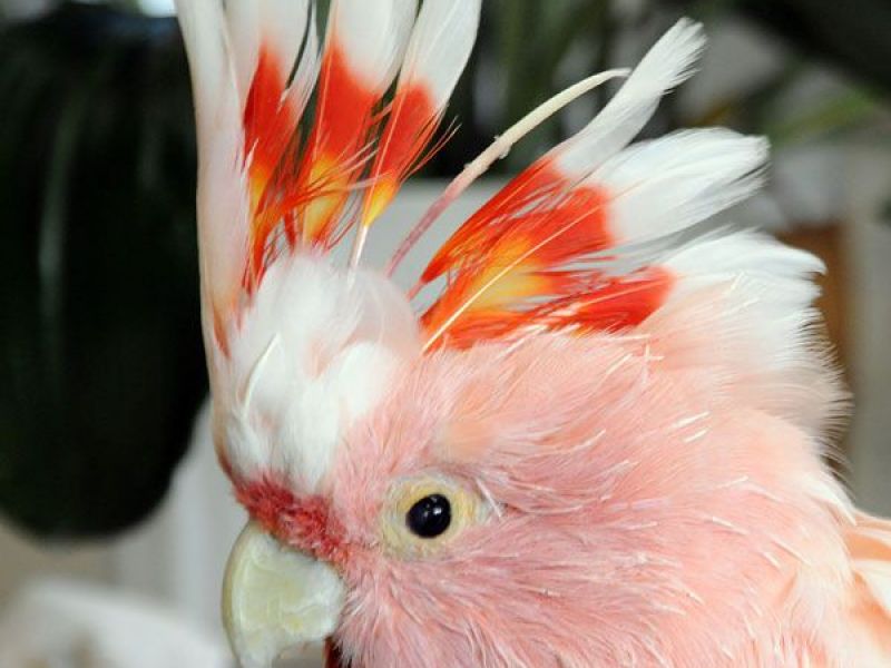 World's Oldest Parrot Dies Chicago, IL Patch