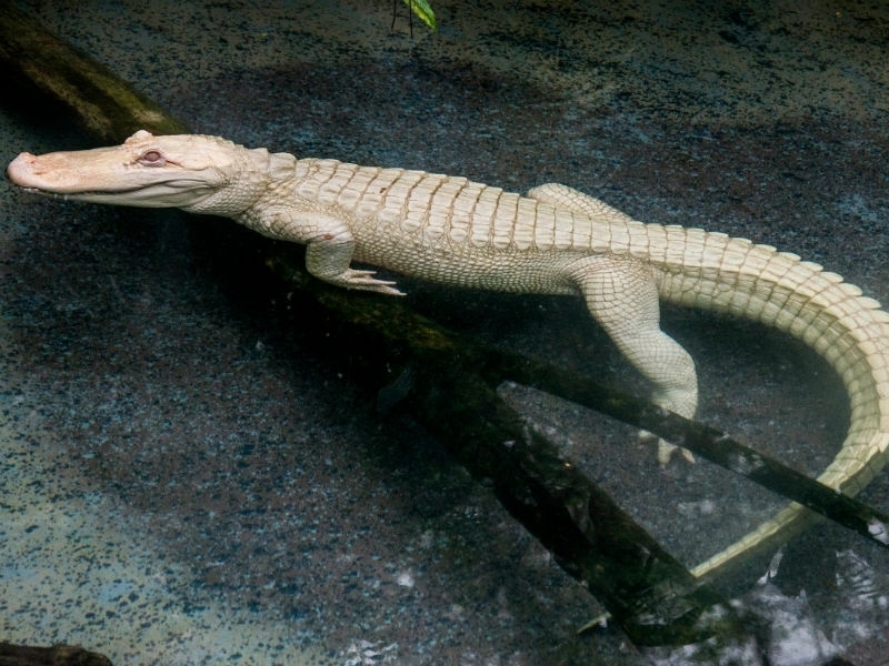 Rare Albino Alligator Makes New Home At Brookfield Zoo La Grange, IL Patch