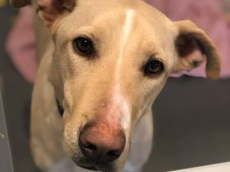 Morton Grove Pet Dog Rescue Morton Grove Pet Dog Rescue