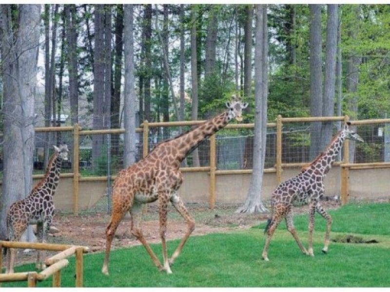 N.J. Turtle Back Zoo Sets 12th Straight Attendance Record West Orange