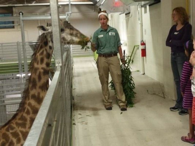 N.J. Events Behind The Scenes Tour Of Giraffe House At Turtle Back Zoo