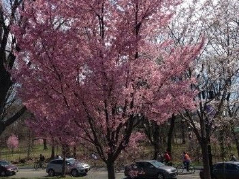 Essex County Cherry Blossom Festival 2017 Get Your Bloom On, New