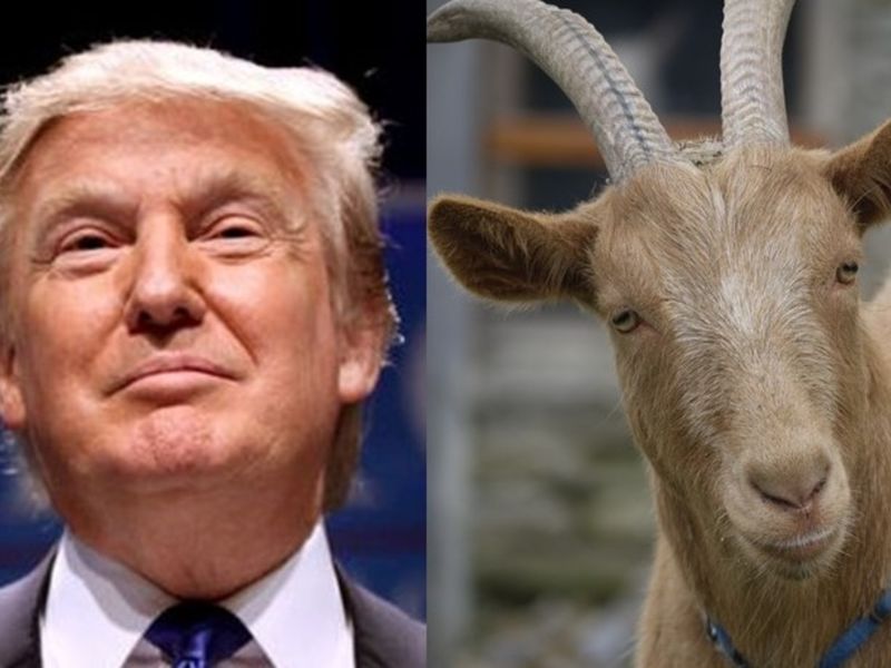 Trump’s N.J. ‘Goat Farmer’ Tax Break Do You Qualify? West Orange, NJ