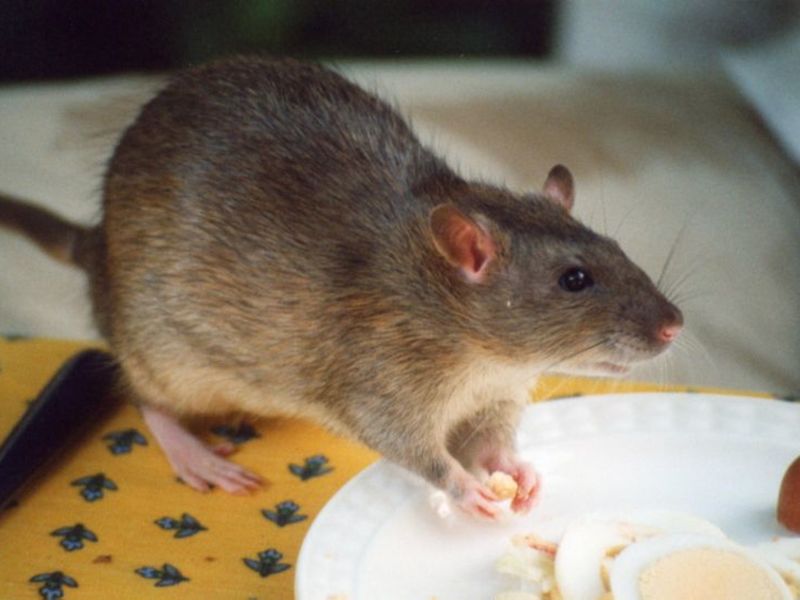 Roaches, Rats And Filth Flies: See The NYC Restaurants Ordered ... Roaches, Rats And Filth Flies: See The NYC Restaurants Ordered ...