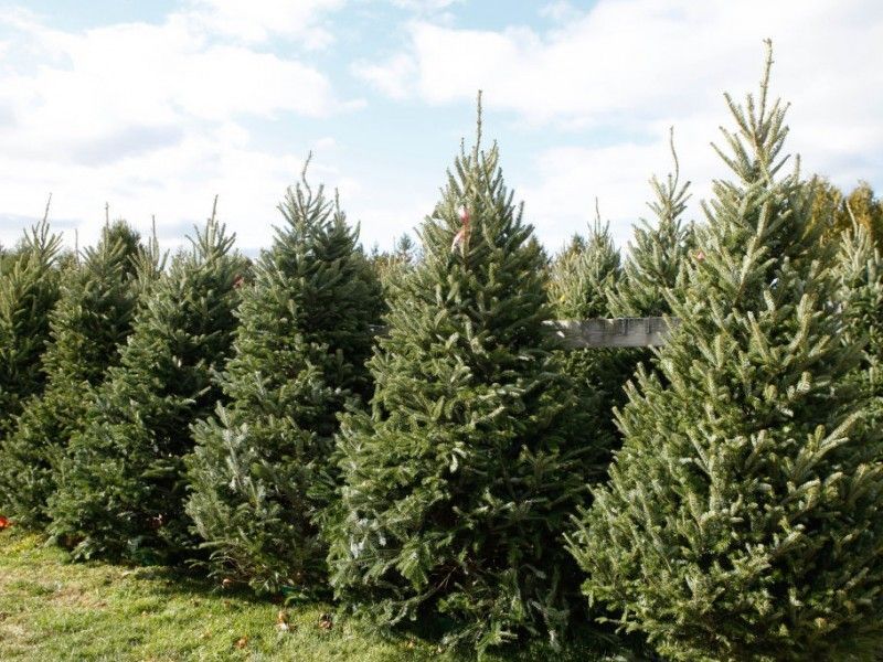 Where To Cut Your Own Christmas Tree In Montgomery County Abington Where To Cut Your Own Christmas Tree In Montgomery County - Where To Cut Your Own Christmas Tree In Montgomery County Abington