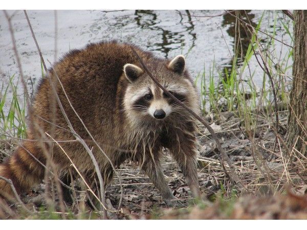 Sick Raccoon At Penllyn Woods Confirmed As Rabid - Montgomeryville, PA
