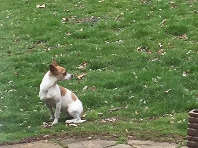 Dog Running Loose In Willow Grove Area Abington, PA Patch