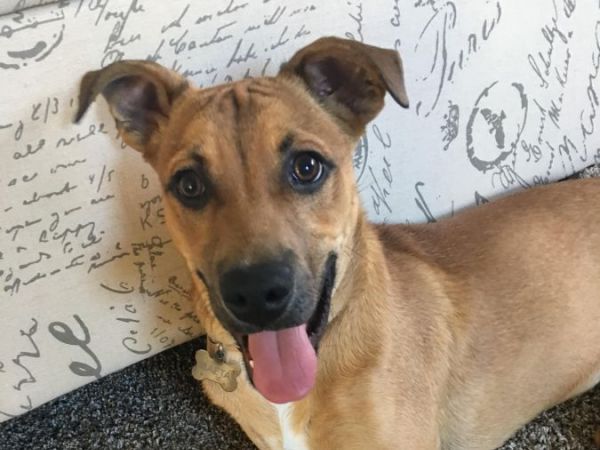 puppy tips for the week hatboro puppy of the week capone hatboro pa patch puppy tips for the week hatboro puppy of the week capone hatboro pa patch