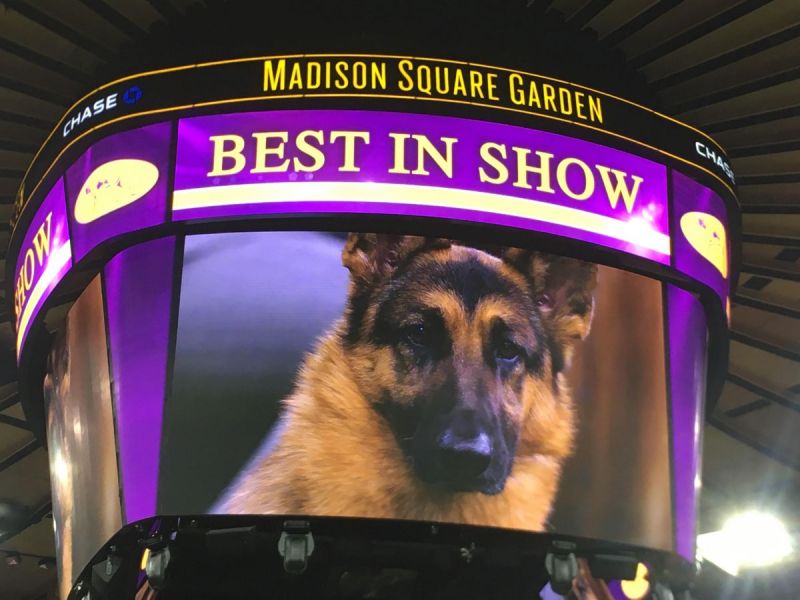 Westminster Dog Show 'Best In Show' Winner, Breed RunnerUps Announced
